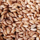 Vita-Spelt Kernels (1 Pack)